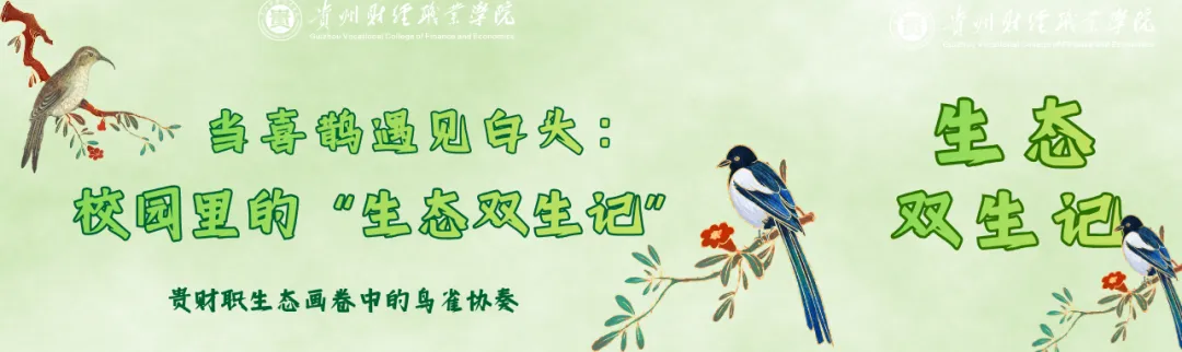 当吉祥物喜鹊的巢遇见白头翁的蛋：校园里的“生态双生记”